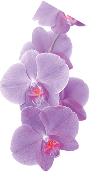 orchidea